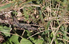 Podarcis muralis maculiventris