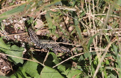 Podarcis muralis maculiventris