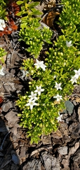 Myoporum parvifolium