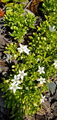 Myoporum parvifolium