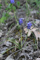 Muscari neglectum
