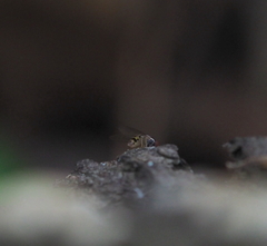 Leucophenga maculata