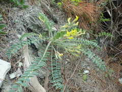 Astragalus utriger