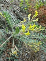 Astragalus utriger