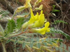 Astragalus utriger