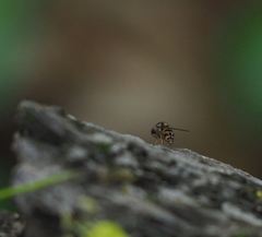 Leucophenga maculata