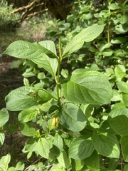 Lonicera involucrata involucrata