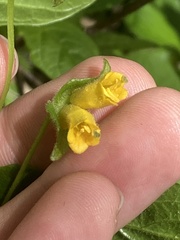 Lonicera involucrata involucrata