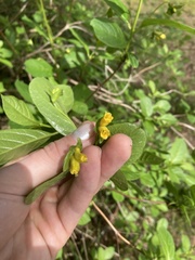 Lonicera involucrata involucrata
