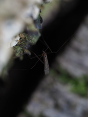 Achyrolimonia decemmaculata