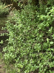 Lonicera involucrata involucrata