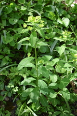 Euphorbia squamosa