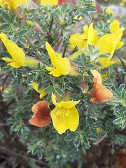 Chamaecytisus spinescens