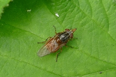 Rhingia campestris