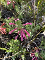 Erica thomae