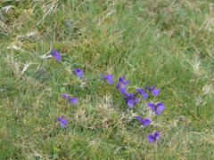 Viola lutea