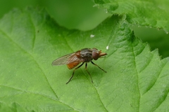 Rhingia campestris