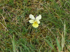 Viola lutea