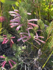 Erica thomae