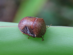 Solenotichus circuliferus