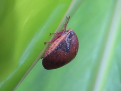 Solenotichus circuliferus