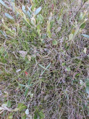 Carex billingsii