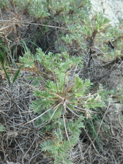 Astragalus arnacantha