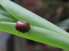 Solenotichus circuliferus