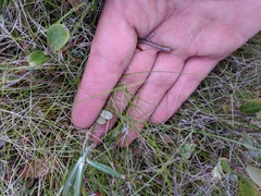 Carex billingsii