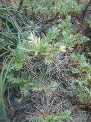 Astragalus arnacantha