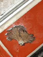 Schizophyllum commune