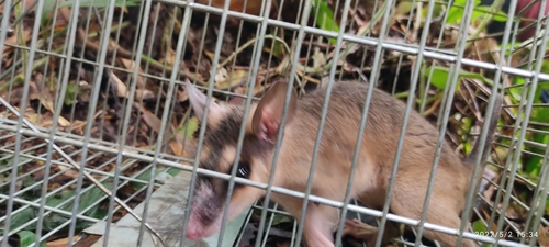 Common Brown Four-eyed Opossum