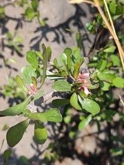 Jatropha dioica