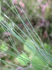 Carex billingsii