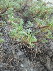 Astragalus arnacantha