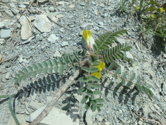 Astragalus utriger