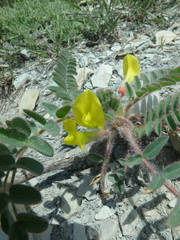Astragalus utriger