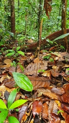 Prescottia stachyodes