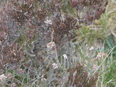 Erica tetralix