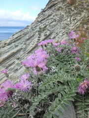 Psephellus declinatus