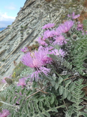 Psephellus declinatus