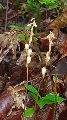 Wullschlaegelia calcarata