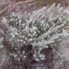 Helichrysum dasyanthum