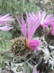 Psephellus declinatus