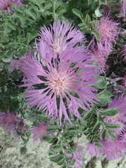 Psephellus declinatus