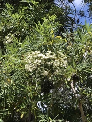 Lyonothamnus