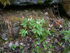 Cardamine waldsteinii
