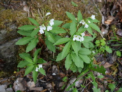 Cardamine waldsteinii