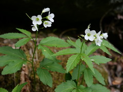 Cardamine waldsteinii