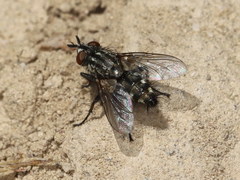 Myorhina